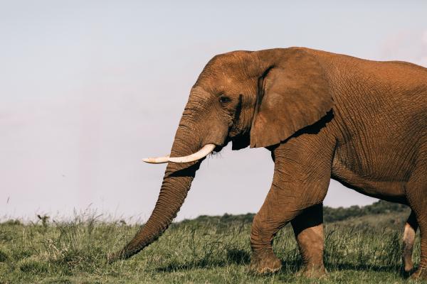 漫步的大象图片