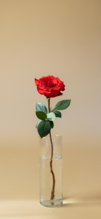 瓶中玫瑰高清精美手机壁纸