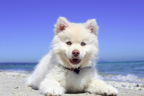 海边的白色狗狗